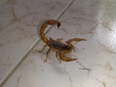 It's in my Nature to bite, i can't help it - Scorpion