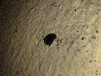 Black Velvet Bug