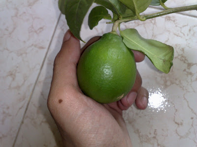 First Lemon of the New Lemon Tree
