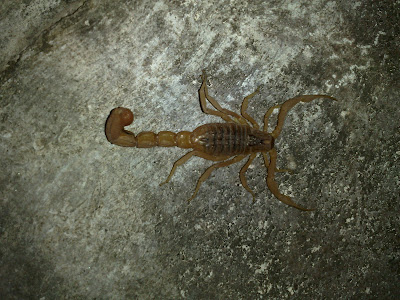 Scorpion No.2