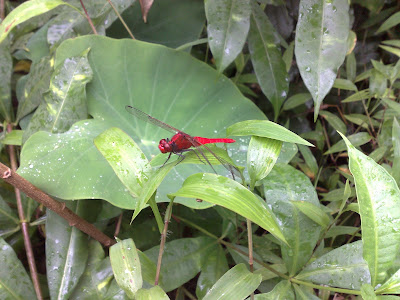 Ruddy Marsh Skimmer – Male, Crocothemis Servilia Beautiful Blood Red coloured Dragonfly