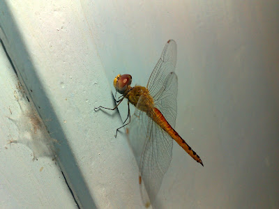 Wandering Glider – Male Dragonfly (Pantala flavescens)