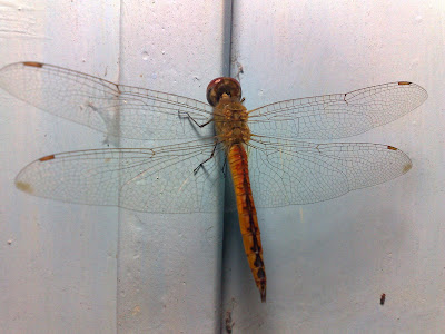 Wandering Glider – Male Dragonfly (Pantala flavescens)