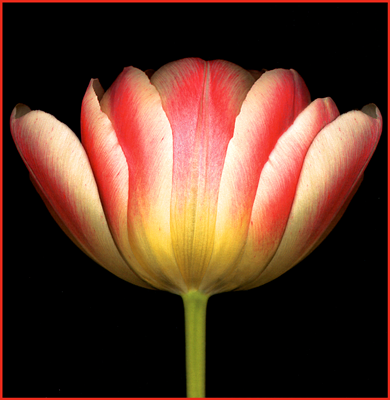 [tulip5.png]