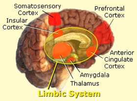 LimbicBrain