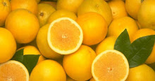 الاتحاد الأوروبى وروسيا يهددان بحظر استيراد البرتقال المصرى بسبب ذبابة الفاكهة