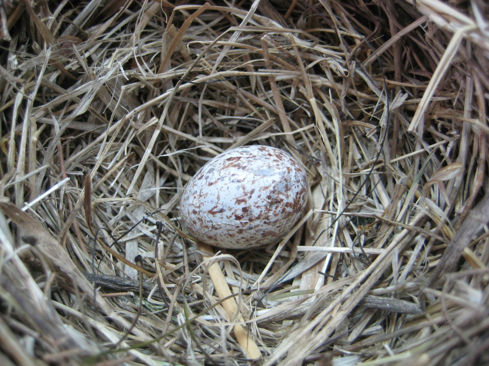 Bird Nest On The Ground Bird Nests