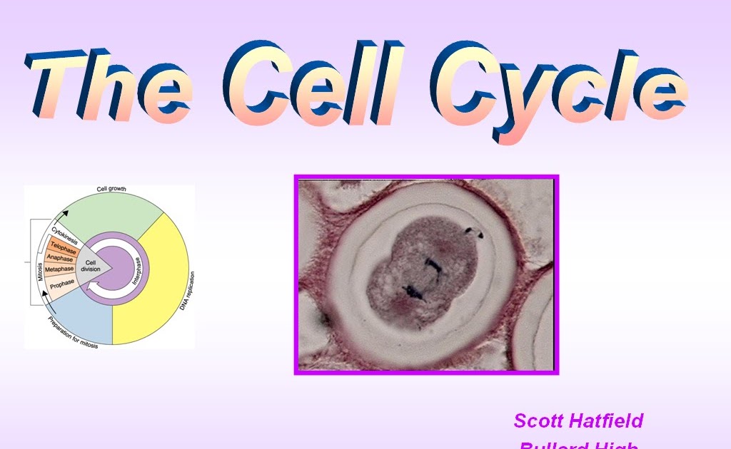 Biology Knights BIOLOGY POWER POINT 10 THE CELL CYCLE Biology Diagrams