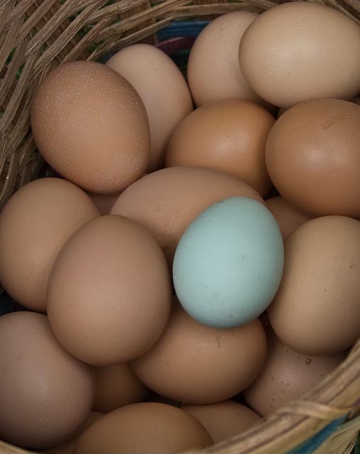 The Araucana is classified as light soft feather breed in varieties of large ... The Araucana is classified as light soft feather breed in varieties of large ...