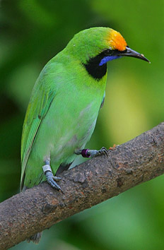 Leafbird Malaysia - Daun