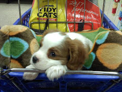 Roxy at Petsmart buying cat sand