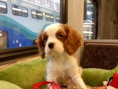 Roxy's first train ride