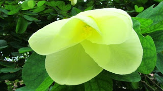 Flowersinsingapore - Second Blog.: Singapore Botanic Gardens - flowers