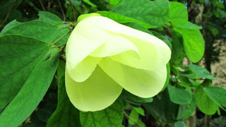 Flowersinsingapore - Second Blog.: Singapore Botanic Gardens - flowers