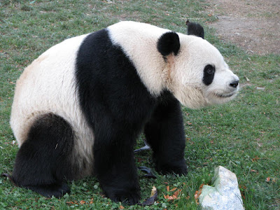 Animalandia: ANIMALES DE ASIA: Oso Panda