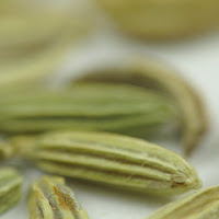 fennel fennel