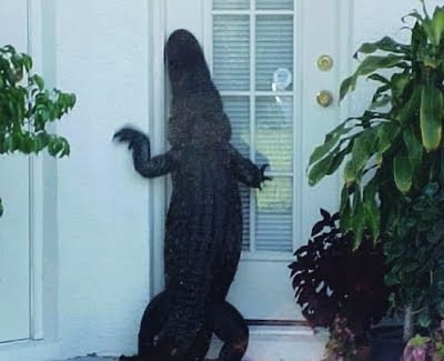 Alligator+at+the+door.jpg