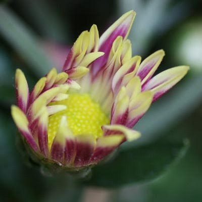 Chrysanthemum Bud