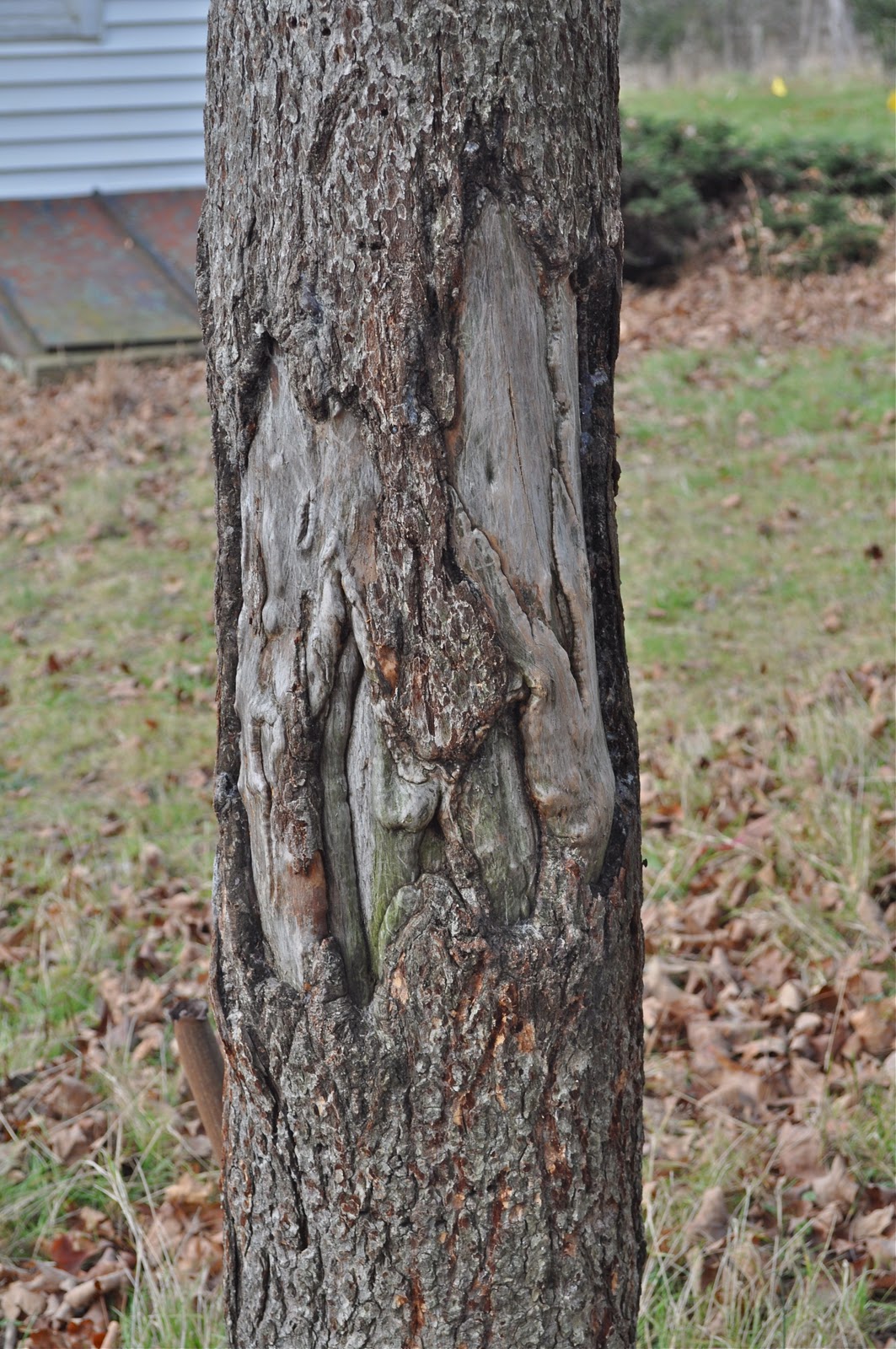 Dogwood+tree+bark+damage