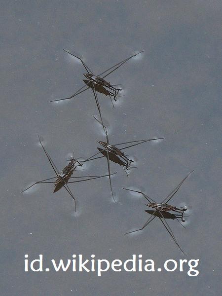 Mau Tahu Gak Mengapa Serangga Dapat Berjalan Diatas Air