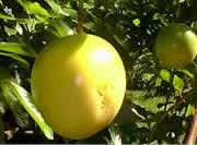 Passion Fruit