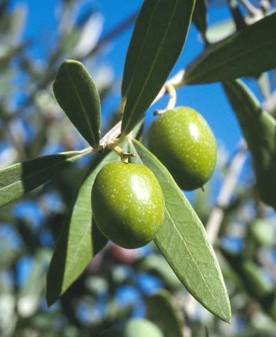 Olive Leaf: