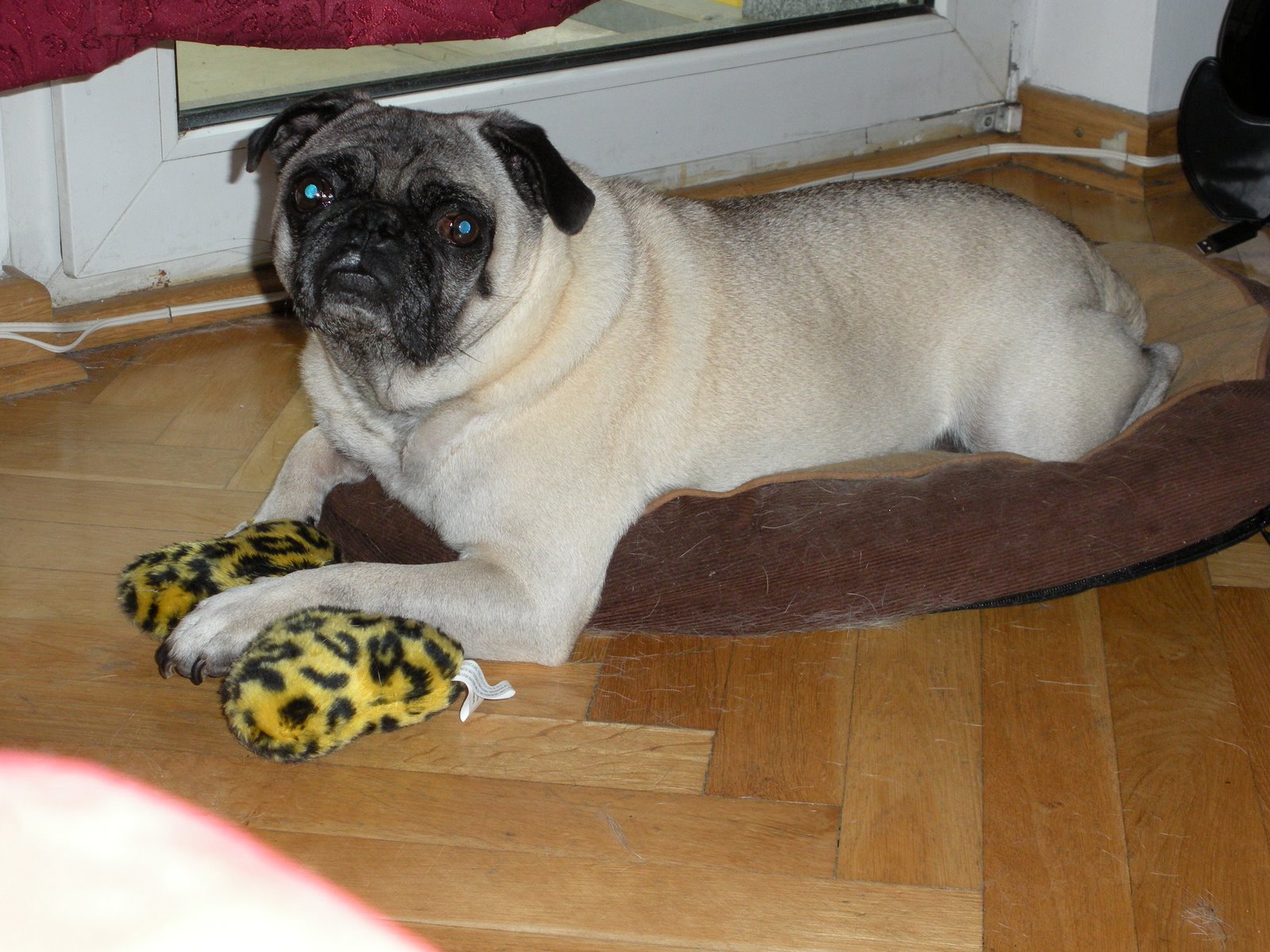 [Bothering+Scooter+1.JPG]