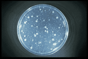 plate count bacteria isolation enumeration techniques technique viable pour spread microbiology dilution methods