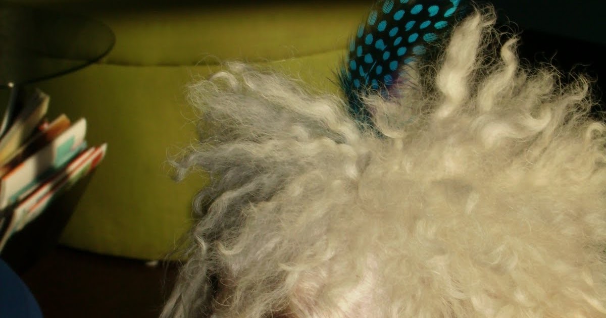 Feather Hair Extensions Even the dog has a Feather Extension!