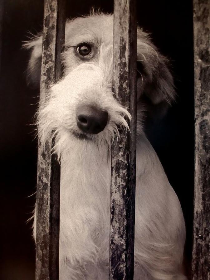 Sacrifica Perros que van a parar a la perrera. Sacrifica Perros que van a parar a la perrera.