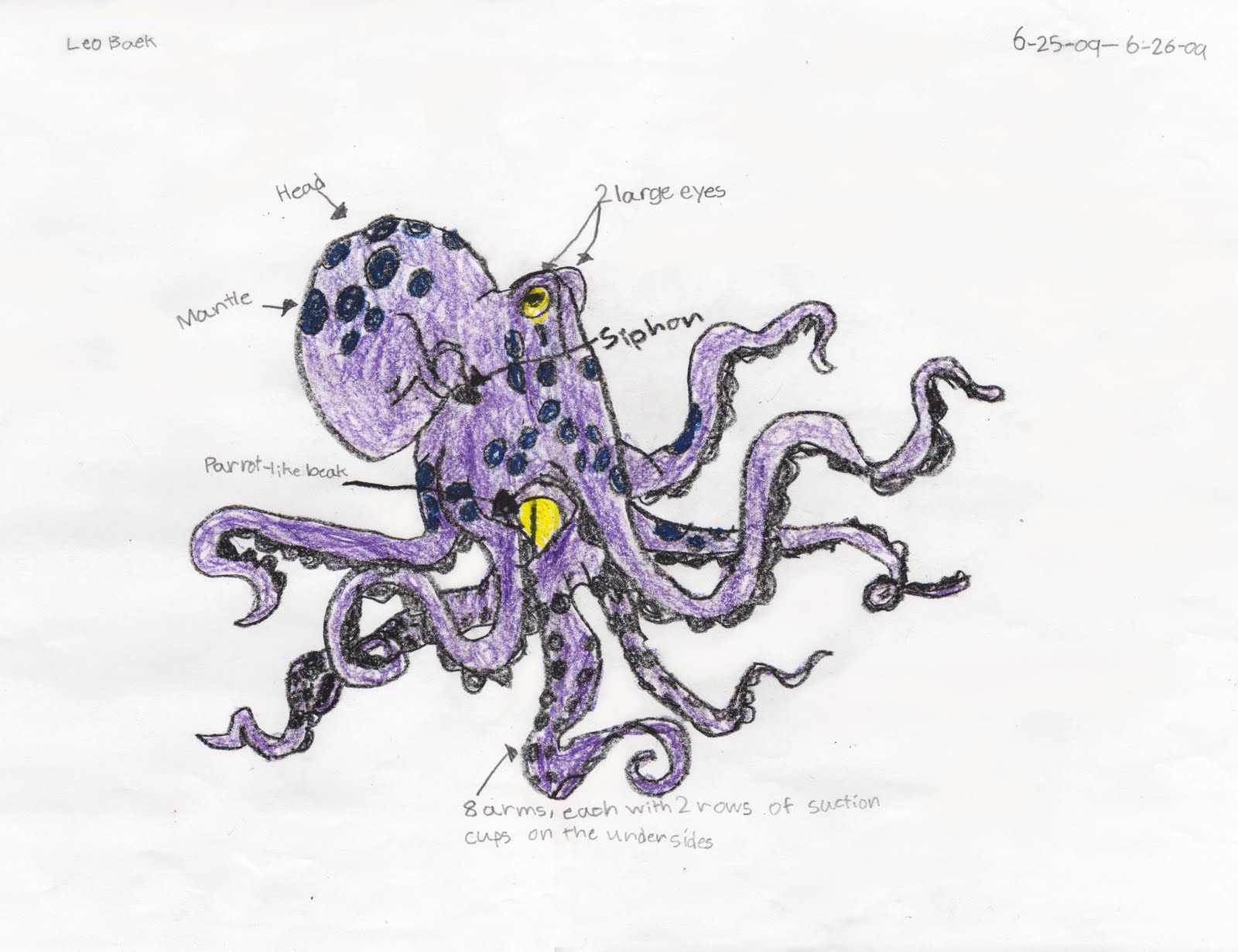 Blue Ringed Octopus Labeled Diagram Blue Ringed Octopus Labeled Diagram
