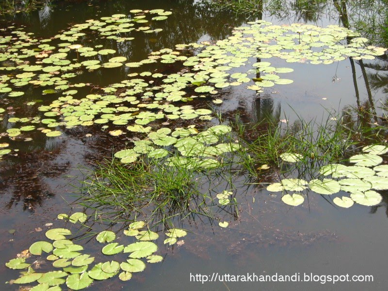 [lotuses.JPG]