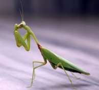 Praying Mantis Picture