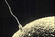 Human Sperm and Ovule (Egg)