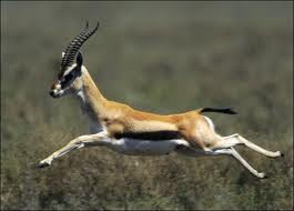 The ACA & Gazelle.com