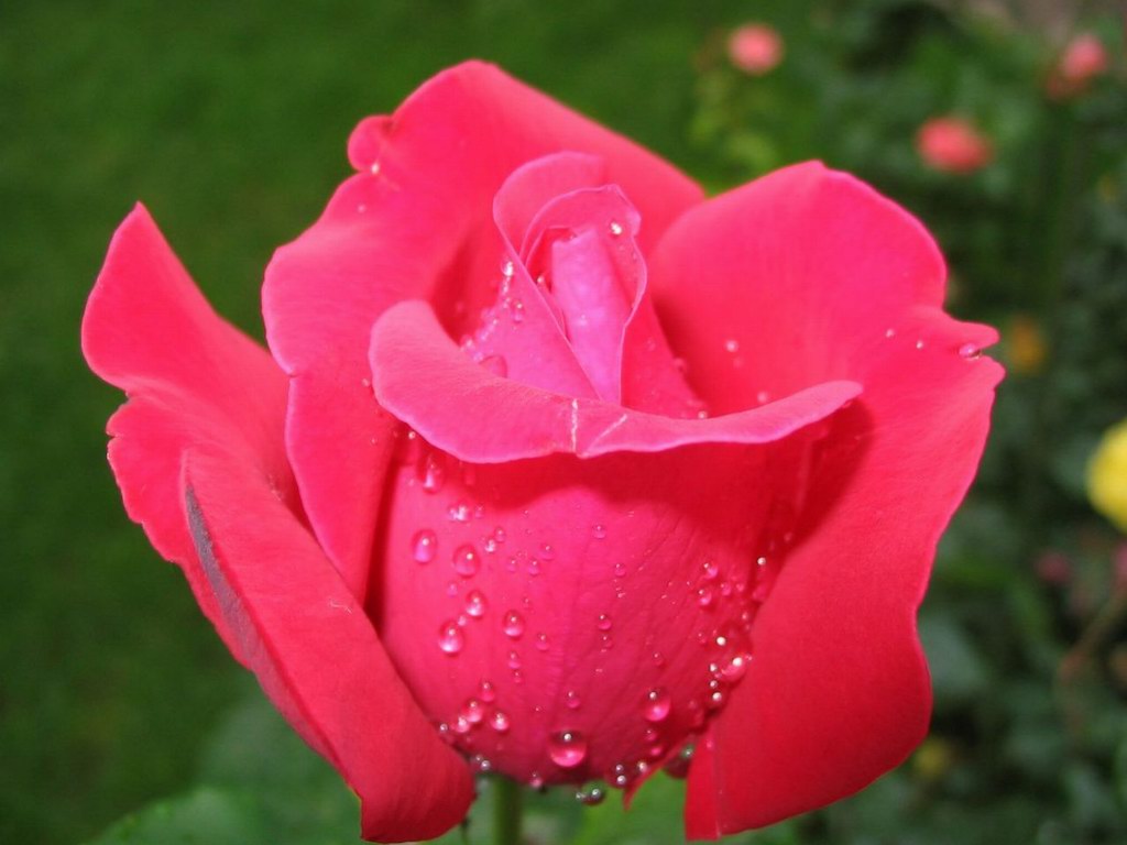flower wallpaper mp3 website of wallpapers mp3 of beautiful flower wallpaper mp3 website of wallpapers mp3 of beautiful