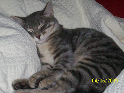 This is Flashes, doing what he