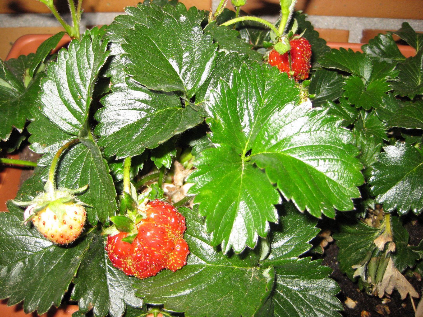 [IMG_0190.JPG]