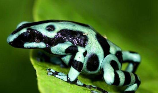 facts around us Top 15 Beautiful Colorful Poison Frogs