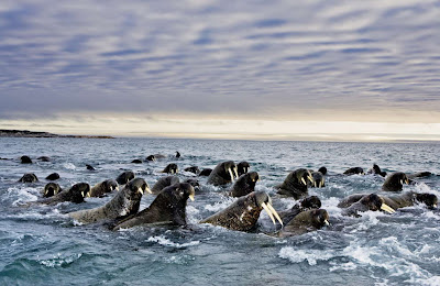 Animal Great Migration | National Geographic | Foto national geographic Seen On www.coolpicturegallery.us Animal Great Migration | National Geographic | Foto national geographic Seen On www.coolpicturegallery.us