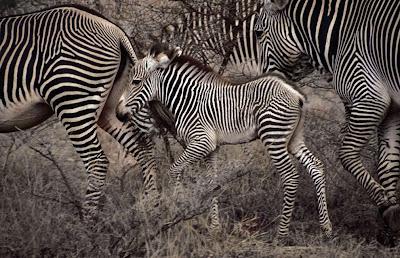 Animal Great Migration | National Geographic | Foto national geographic Seen On www.coolpicturegallery.us Animal Great Migration | National Geographic | Foto national geographic Seen On www.coolpicturegallery.us