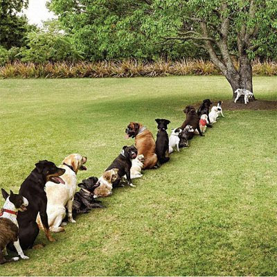 Queue of doggies for the loo