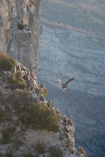 vautours rocher du Caire/Gänsegeier am Felsen Caire
