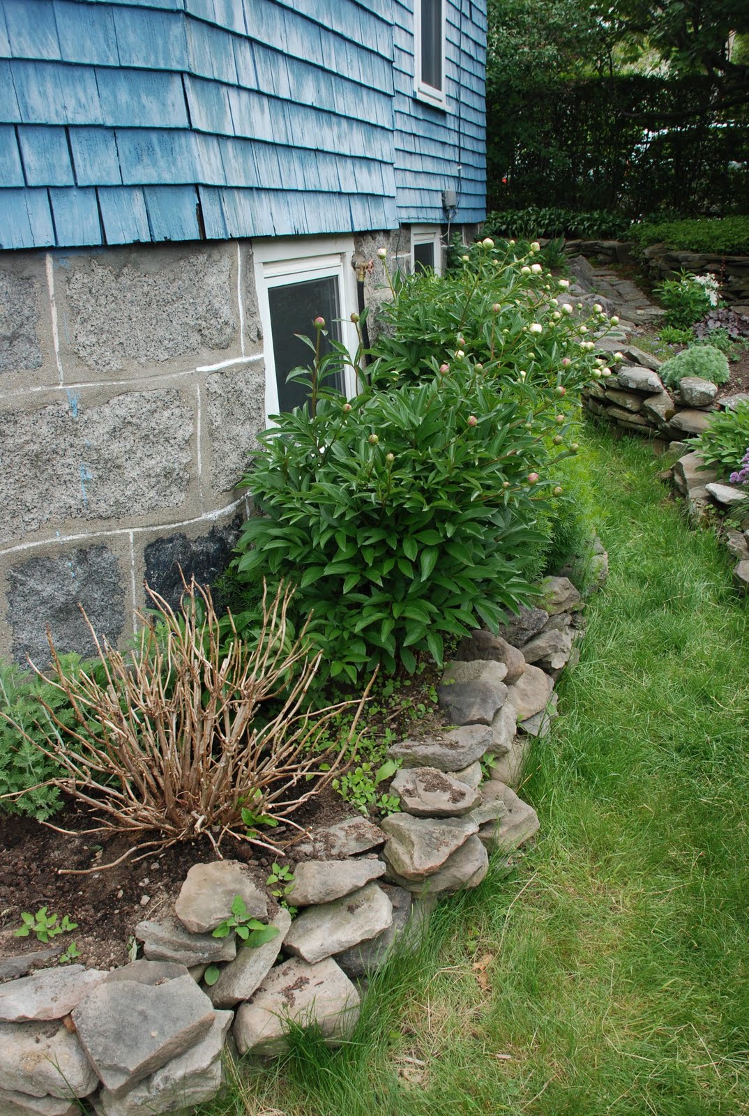 How To Keep Hydrangeas Alive Honey We Re Home