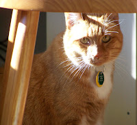 Cheddar under a chair Cheddar under a chair