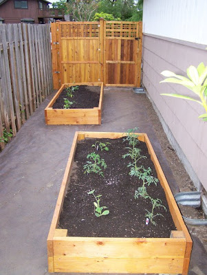 the side yard 6/16/09, now with tomatoes! bendovakortne4mabumjabz