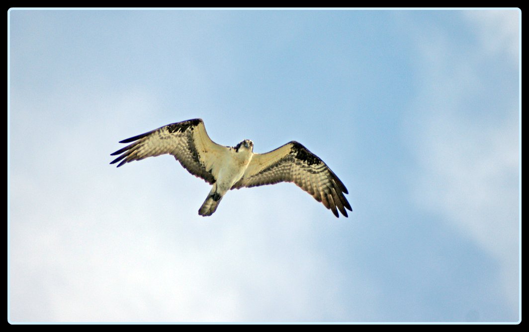 [Osprey+flying.jpg]