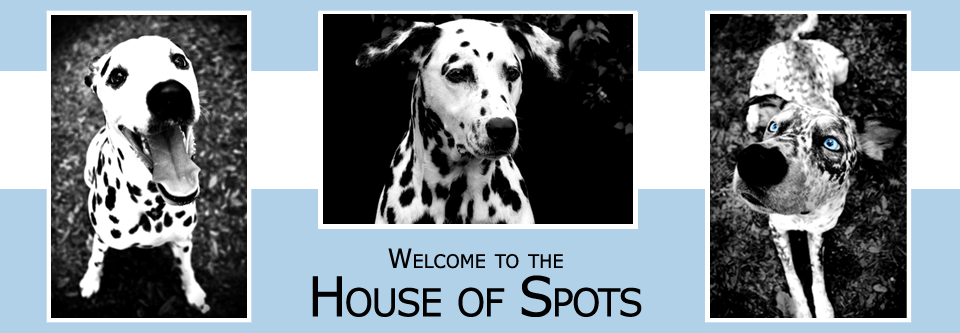 House of Spots - Simply Spotted Photography - Sarasota Florida