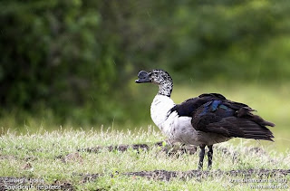 African comb Duck