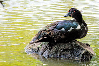 Pato criollo Cairina moschata